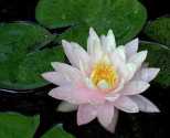 Hoa sung waterlily TinhKhiet2